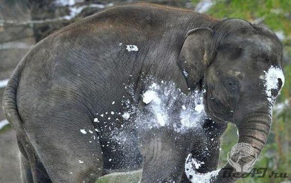 Слон, который любит играть в снежки