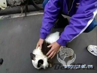 Собака панда))) 13 фото + видео