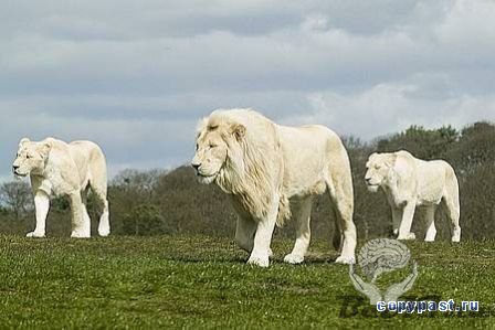 Белые львы