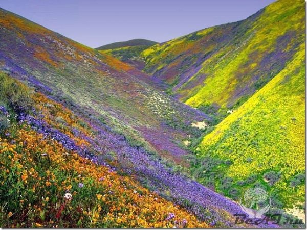 Долина цветов (17 фото + видео)