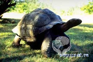 Черепаха слоновая